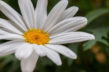 Margeritenbl&uuml;te (Leucanthemum)