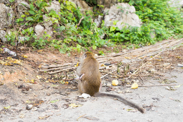 cute monkey lives in a natural forest of Thailand.