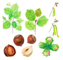 hazelnuts, whole and half, branch with leaves, on white background, watercolor painting, realistic illustration