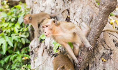 Cute wild monkey