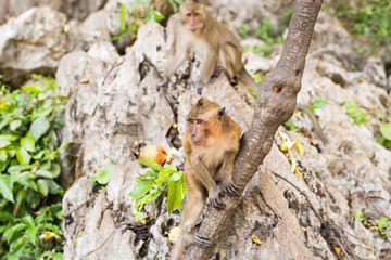 Cute wild monkey