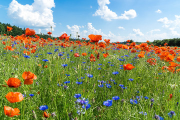 Mohnblumen im Rapsfeld