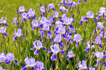 Obraz na płótnie Canvas Blooming iris spring