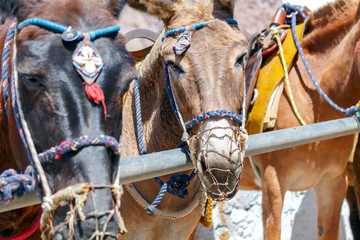 Donkeys for horse riding in the village Fira.