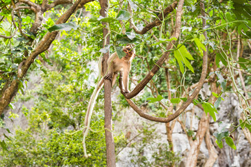 Cute wild monkey