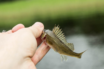 Fototapeta premium fishing,small fish ruff in the hand on shore