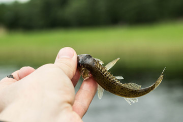 fishing,small fish ruff in the hand on shore