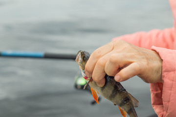 fishing,fish perch in the hand of angler