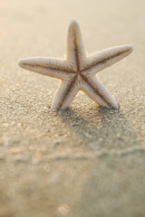 starfish on the beach