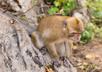 Cute wild monkey