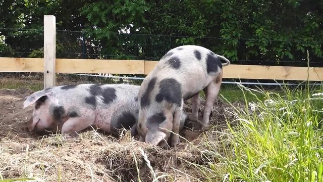 Outdoor Schweine - Bunte Bentheimer Schweine wühlen im Boden