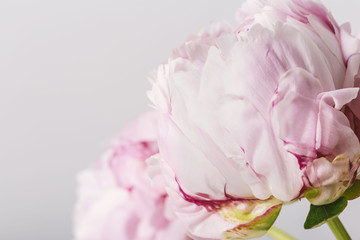 Pink petals of a peony flower in bloom close up isolated on a grey background