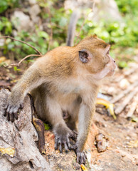 Cute wild monkey