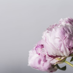 Pink peony flower in bloom on a grey background