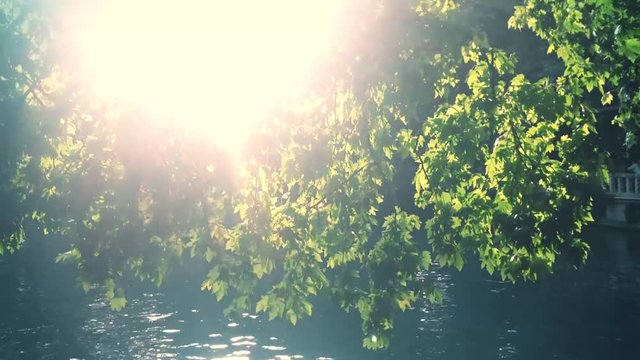 Sun and Tree