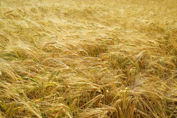 wheat field