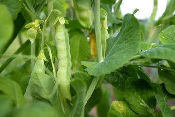 Obraz premium garden pea