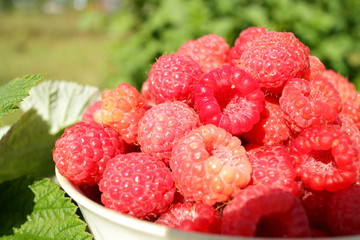fresh raspberries