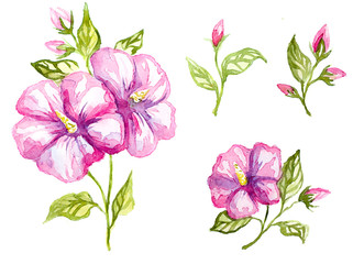 watercolor illustration of a flowers.