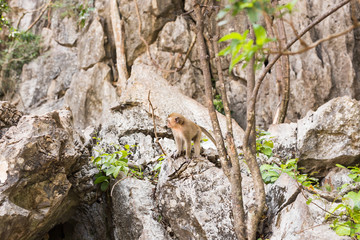 Cute wild monkey