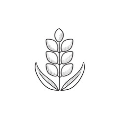 Wheat sketch icon.