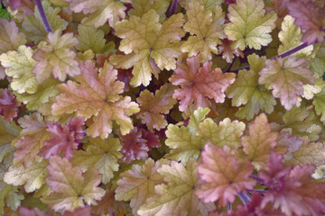 colored leaves viewing,colored leaves picture,colored leaves image