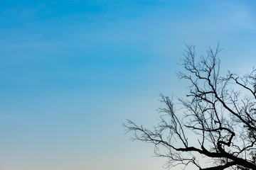 Fototapeta na wymiar Silhouette of branch in the corner against blue sky background.