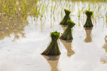 rice seedlings in paddy field