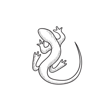 Lizard sketch icon.