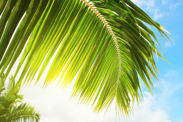 Fototapeta premium Fresh palm leaf