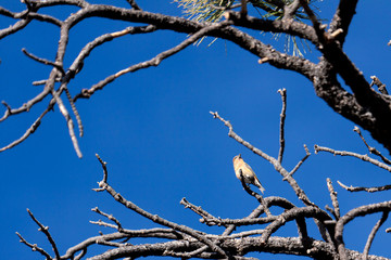Fototapeta na wymiar Red Crossbill (Loxia curvirostra) at Bryce Canyon National Park