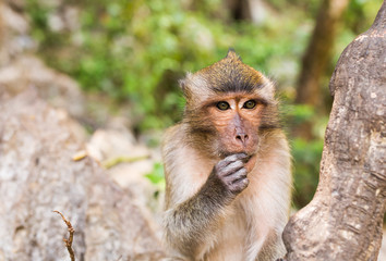 Obraz premium Monkey face close up