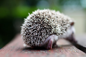 Hedgehog from the back