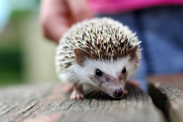 Hedgehog  - 112557089