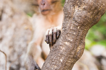 cute monkey lives in a natural forest of Thailand.