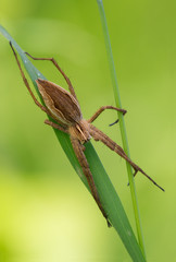 Miturgidae