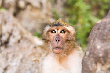 Monkey face close up