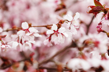 Pink cherry blossoms in garden outdoors close up