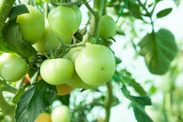 tomates bio dans une serre 