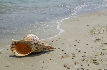 Shell Charonia Tritonis on the beach