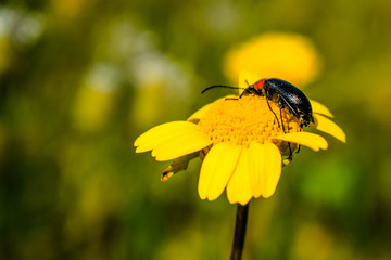 inseto em flor