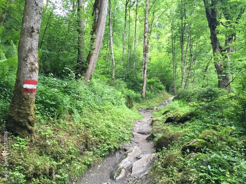 "Schmaler Weg im Wald" Stok Görseller ve Telifsiz görseller Fotolia.com