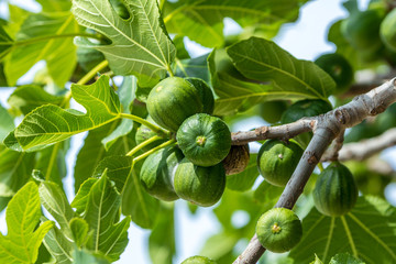 figs ripening on the branch of a fig tree