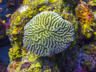 Brain Coral in Roatan Honduras