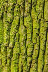 natural tree bark background texture