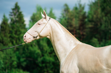 portrait of creamello purebred akhalteke stallion