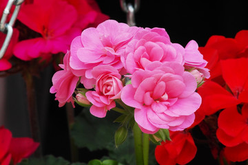 Pelargonium red and pink