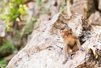 cute monkey lives in a natural forest of Thailand.