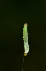Caterpillar of the Winter moth (Operophtera brumata) hanging on a thread