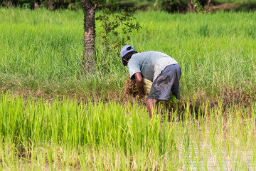 farmer transplant in the paddy field